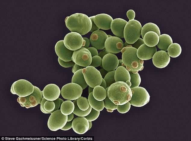 em菌:菌肥中最牛逼的菌!不服来看!